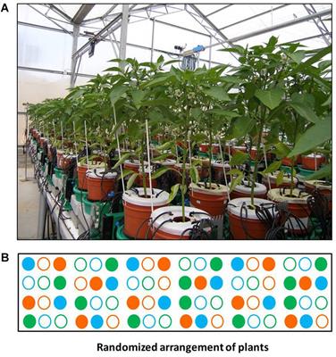 Dynamic Physiological Phenotyping of Drought-Stressed Pepper Plants Treated With “Productivity-Enhancing” and “Survivability-Enhancing” Biostimulants